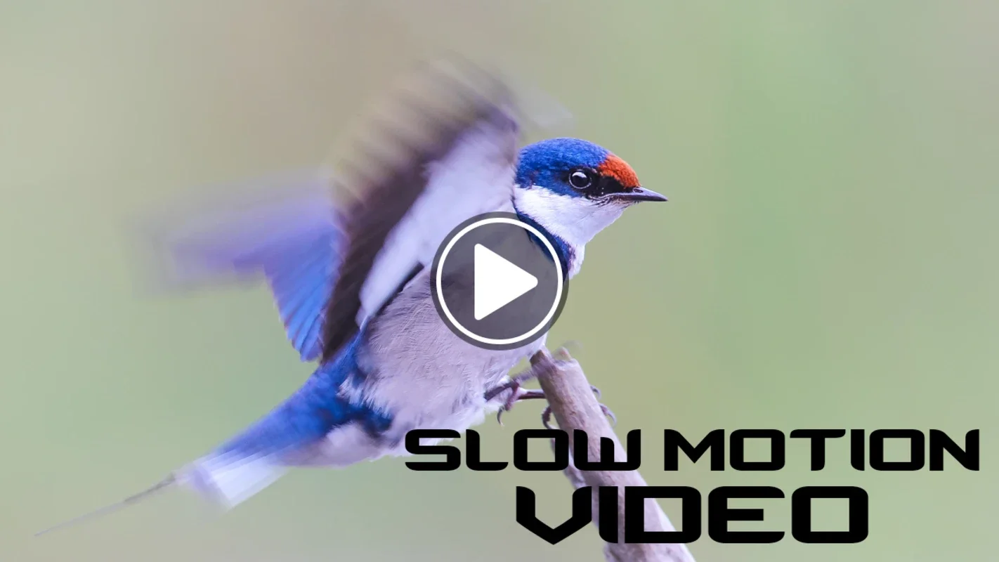 Slow Motion for Android - Add Professional Effects