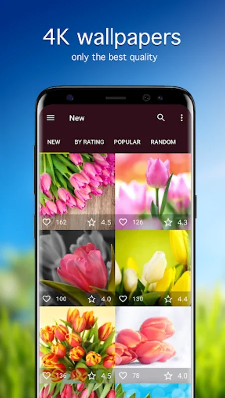 Tulip Wallpapers 4K for Android - Enhance Your Screen