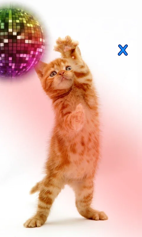 Talking, Dancing Cat. for Android: An Interactive Entertainment