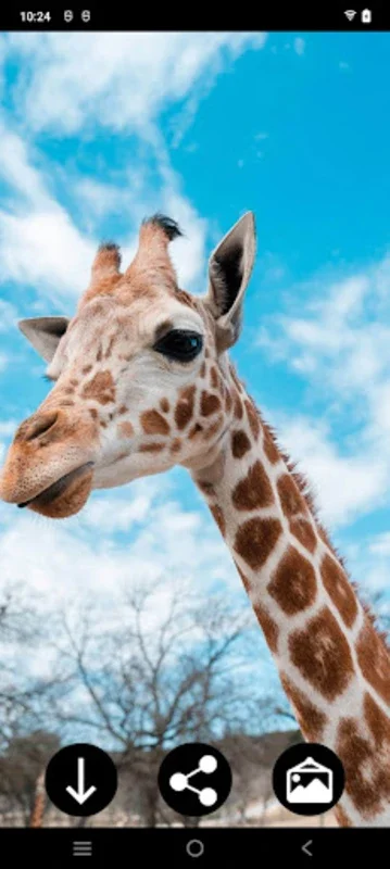 Giraffe Wallpapers for Android - Enhance Your Device