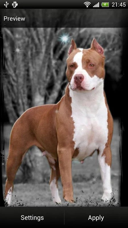 Pitbull Dog Live Wallpaper for Android: Charming Screen Backgrounds