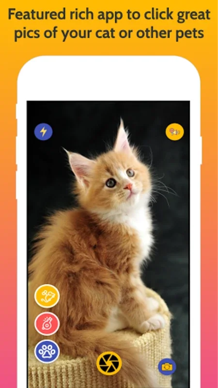 Cats Cam for Android - Download the APK from AppHuts