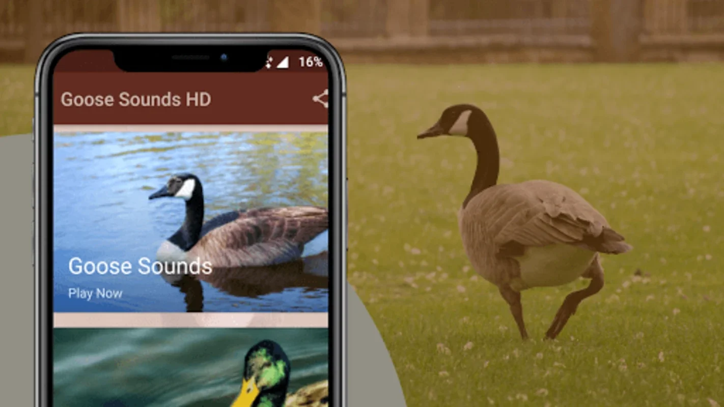 Goose Sounds & Hunting Calls for Android: Explore Geese Calls