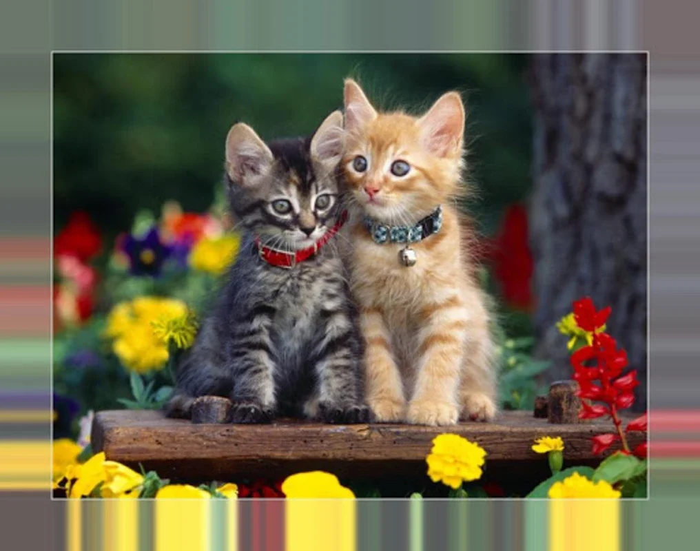 Bilder von Kätzchen for Android: HD Kitten Wallpapers Offline