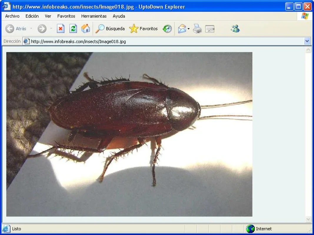 Insect Identification Guide for Windows - No Download Needed