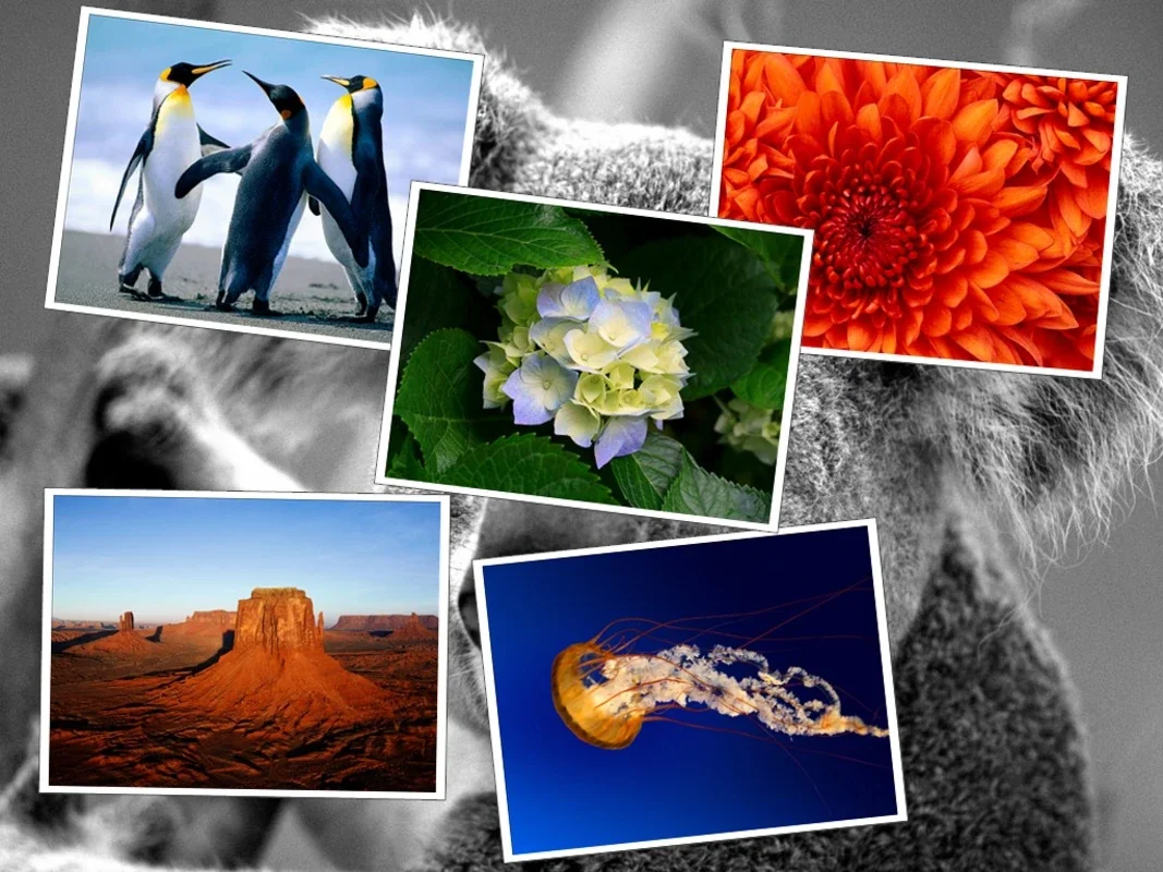 gPhotoShow for Windows: Create Custom Screensavers