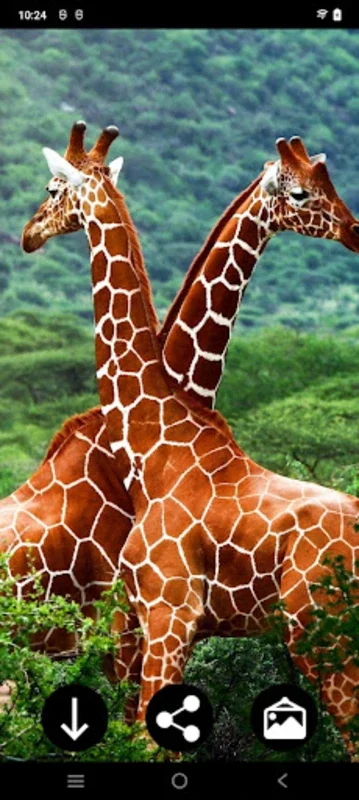 Giraffe Wallpapers for Android - Enhance Your Device