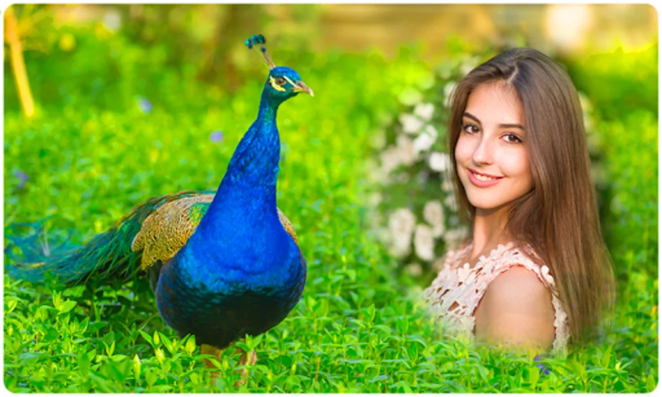 Peacock Photo Frames for Android - Free and Easy to Use