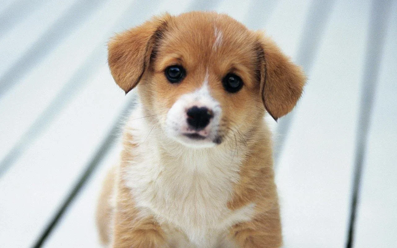 Puppy Live Wallpaper for Android - Charming Wallpapers