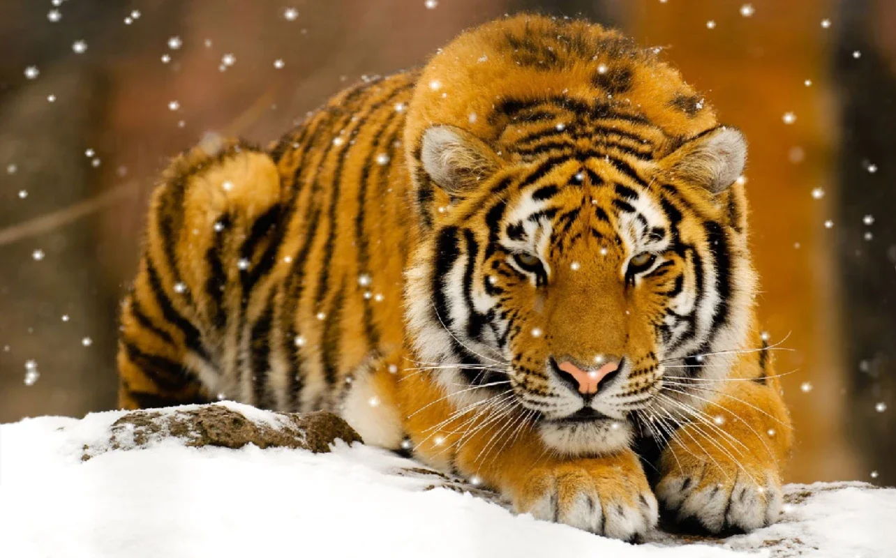 Wild Tigers Screensaver for Windows - Protect Your Desktop