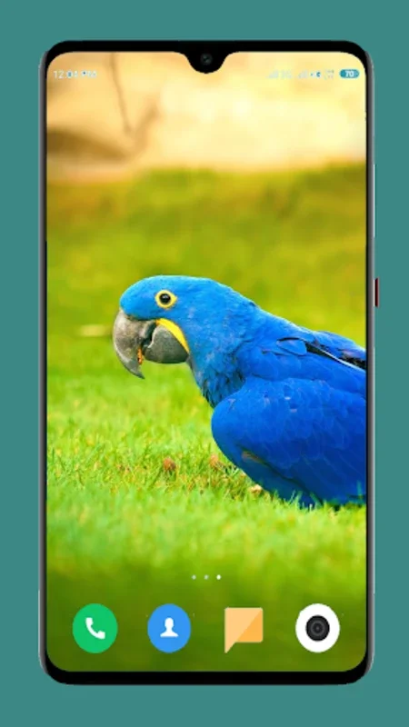 Parrot Wallpapers 4K for Android - Enhance Your Device