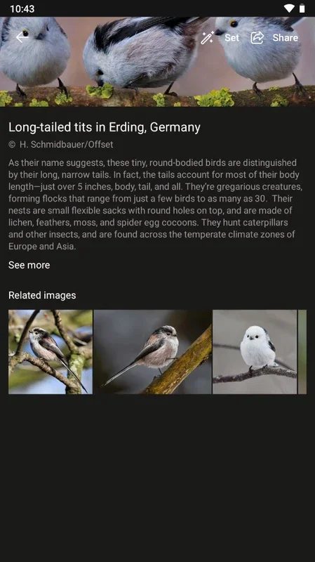 Bing Wallpapers for Android - Transform Your Smartphone